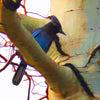 detail of blue jay in aspen tree art