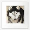 Siberian Husky Sled Dog Art Limited Edition Print by Scott Kennedy