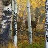 Whitetail Deer Canvas Art from Personal-Prints - detail