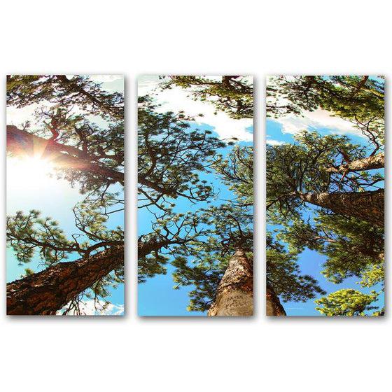 Three panels make up this personalized nature wall decor looking up through pine trees - Personal-Prints
